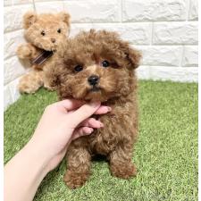 オンライン見学