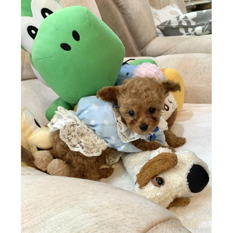 販売中の岩手県のティーカッププードル-453436の3枚目