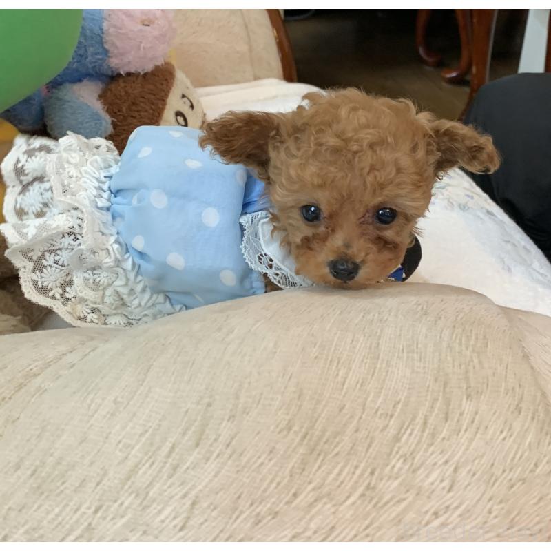 販売中の岩手県のティーカッププードル-453436の2枚目