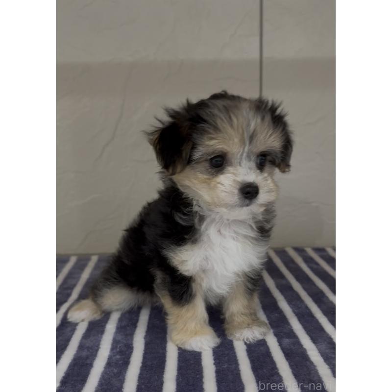 販売中の福岡県のチワマル:チワワ×マルチーズ-446149の7枚目