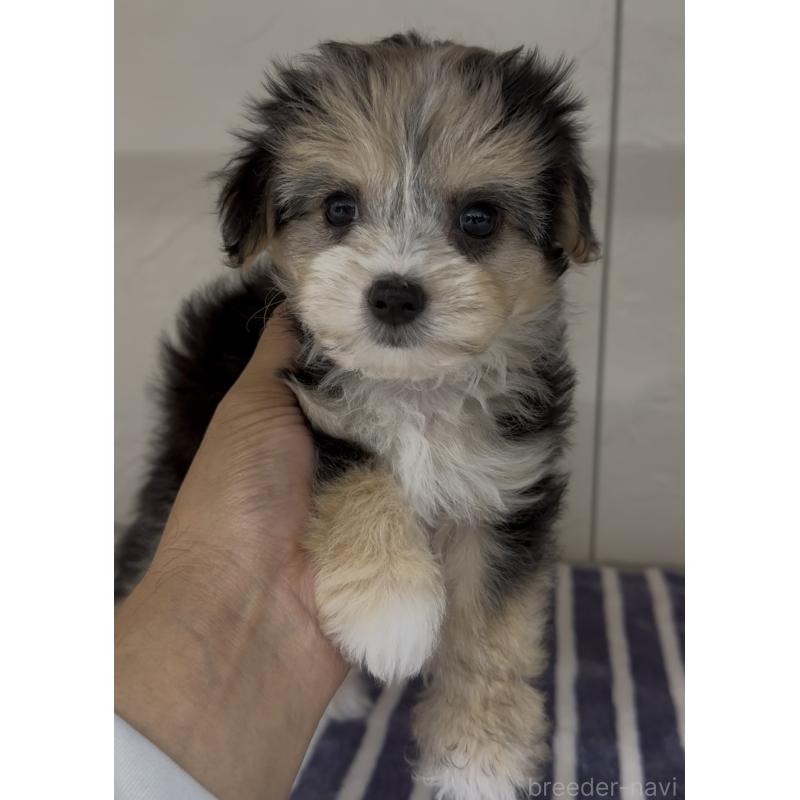 販売中の福岡県のチワマル:チワワ×マルチーズ-446149の6枚目