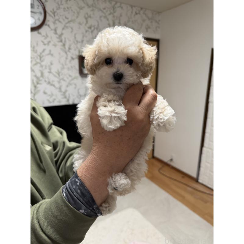 販売中の埼玉県のタイニープードル-447911