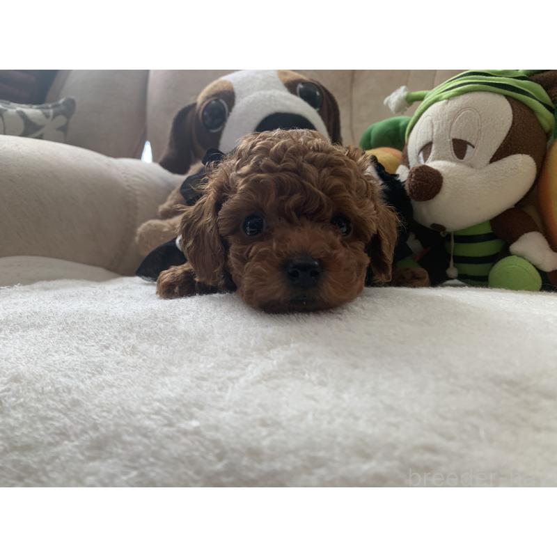 販売中の岩手県のティーカッププードル-453437の4枚目