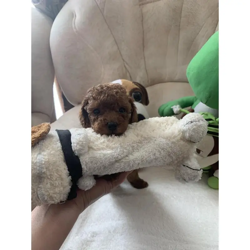 販売中の岩手県のティーカッププードル-453437の3枚目