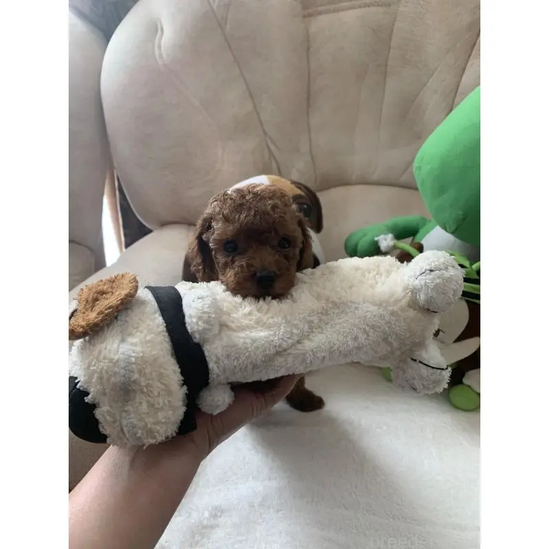 販売中の岩手県のティーカッププードル-453437の2枚目