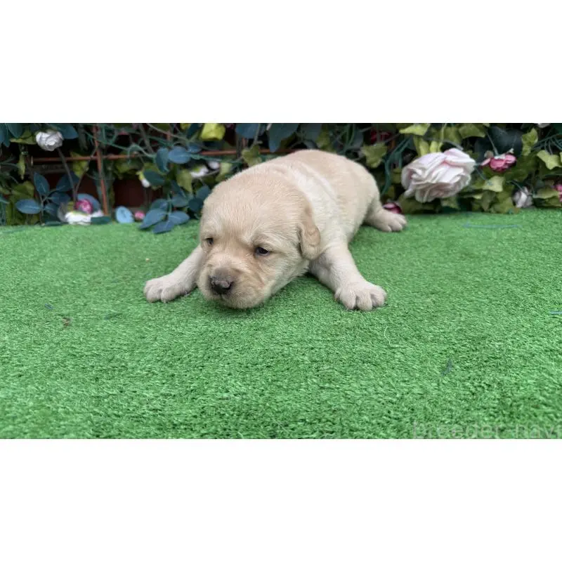 販売中の茨城県のミックス犬-453441の6枚目