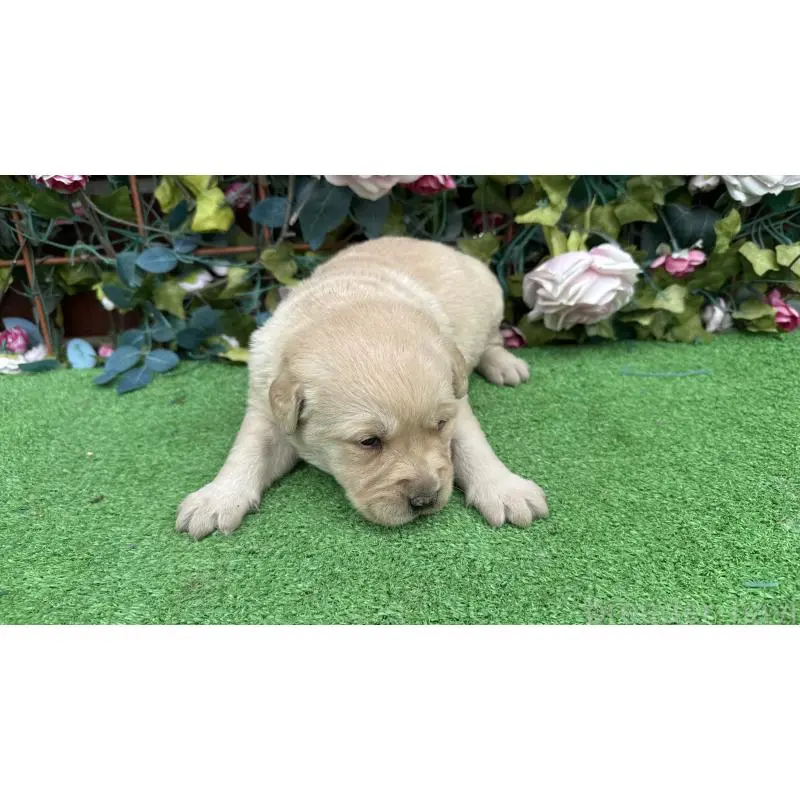 販売中の茨城県のミックス犬-453441の5枚目