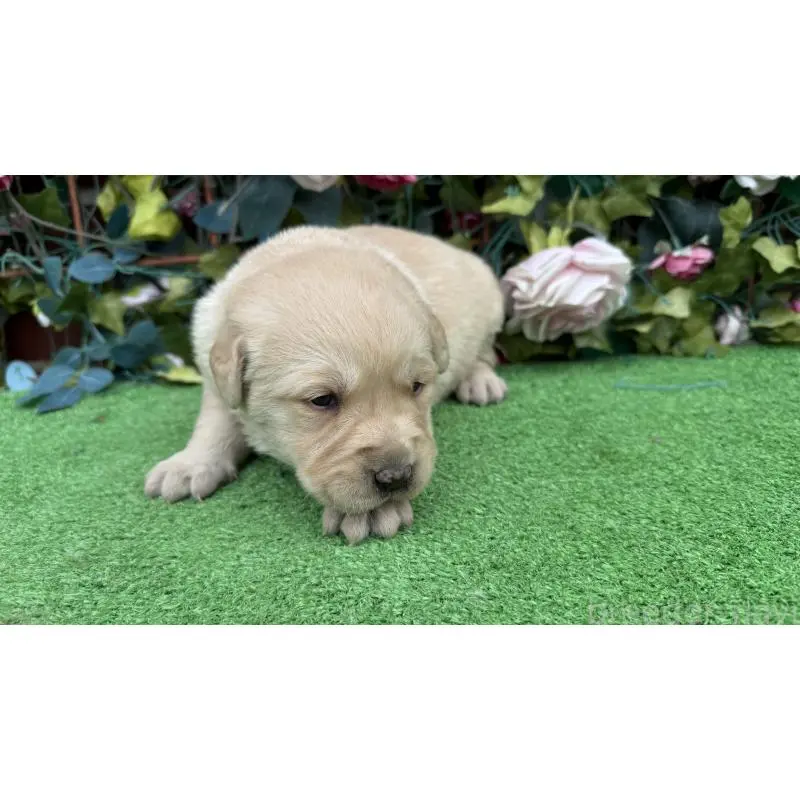 販売中の茨城県のミックス犬-453441の4枚目