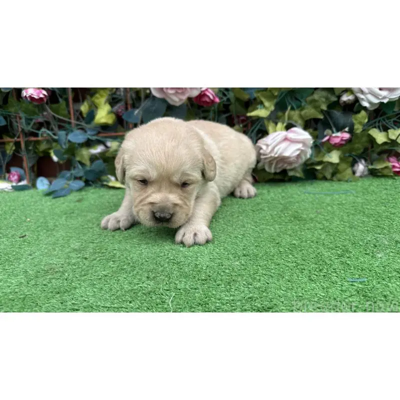 販売中の茨城県のミックス犬-453441の3枚目