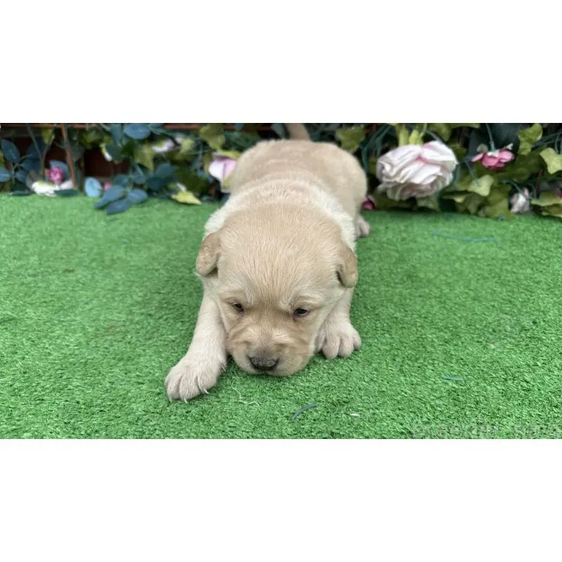 販売中の茨城県のミックス犬-453441の2枚目