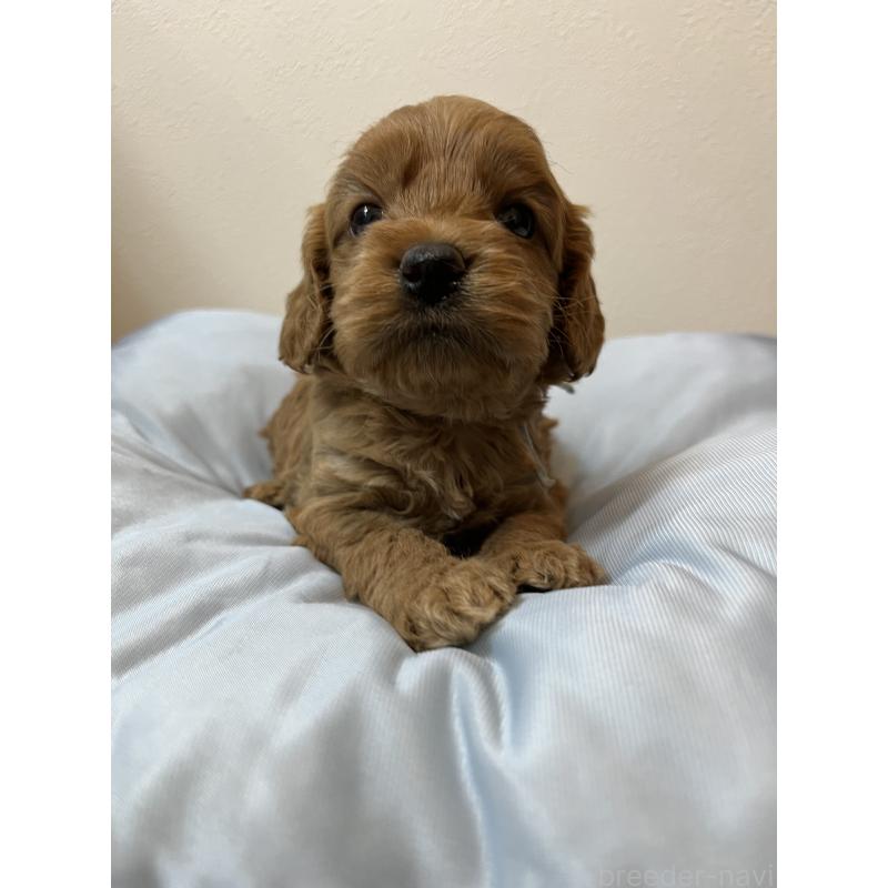 販売中の埼玉県のミックス犬-453442の6枚目