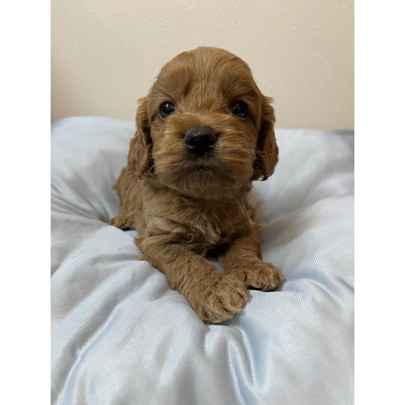 販売中の埼玉県のミックス犬-453442の5枚目