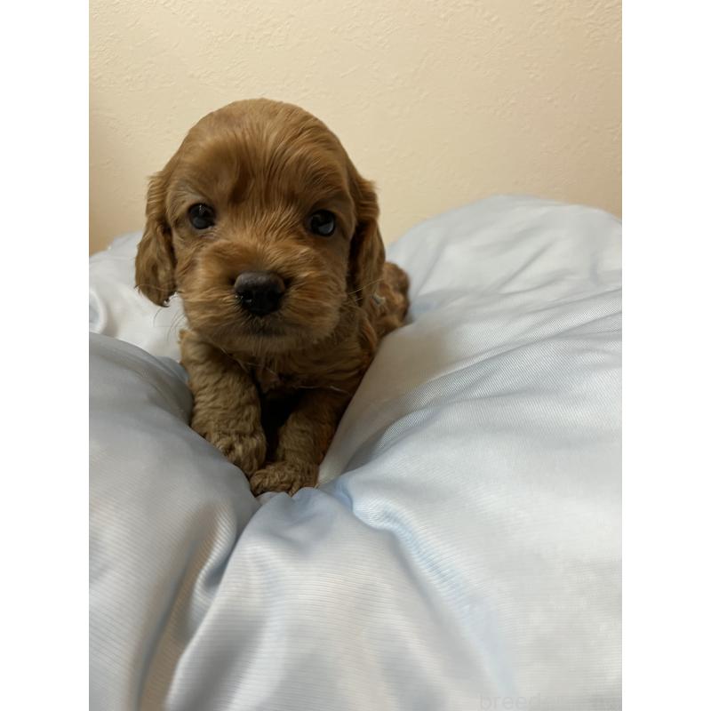 販売中の埼玉県のミックス犬-453442の4枚目