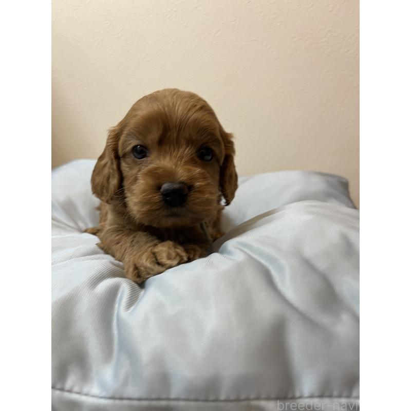 販売中の埼玉県のミックス犬-453442の3枚目