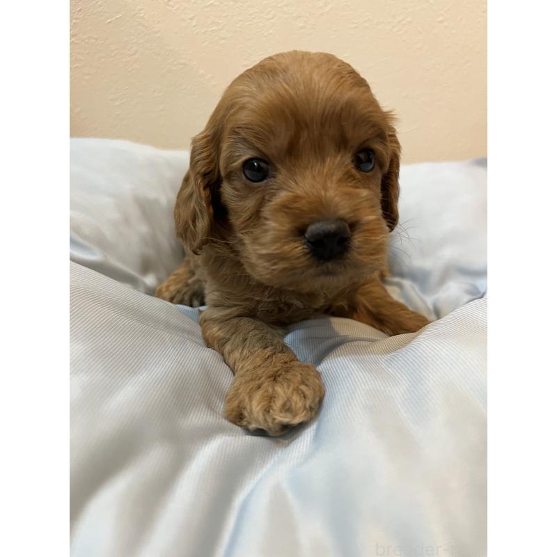 販売中の埼玉県のミックス犬-453442の2枚目