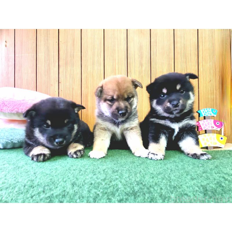 販売中の神奈川県の豆柴-453445の3枚目