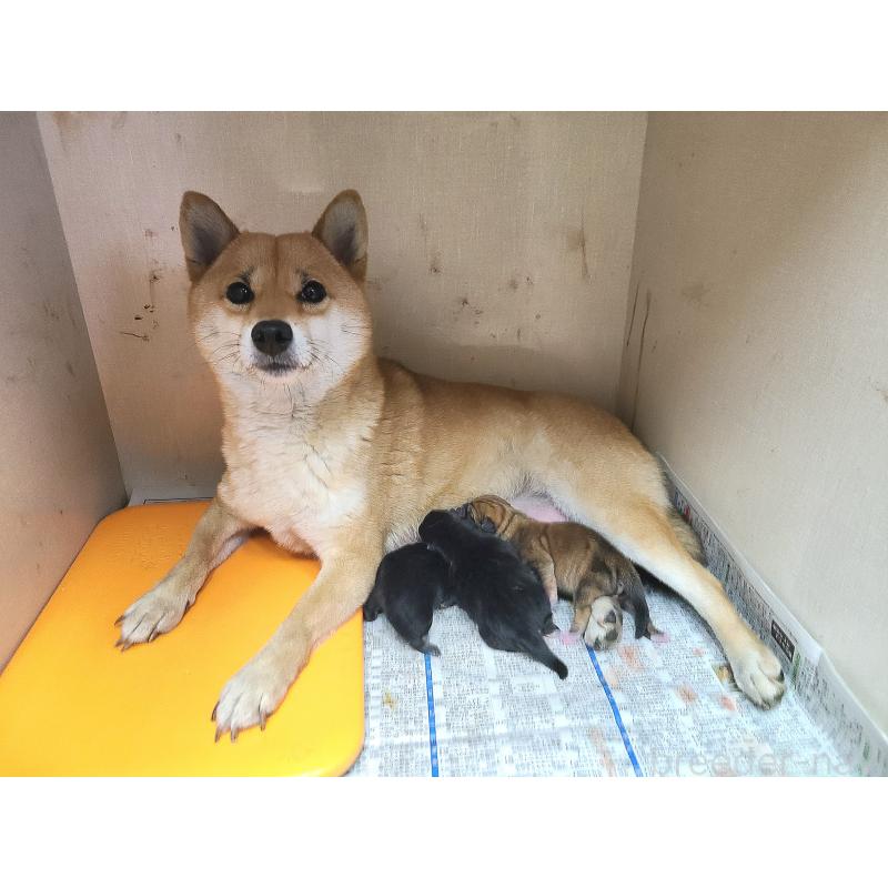 販売中の神奈川県の豆柴-453445の2枚目