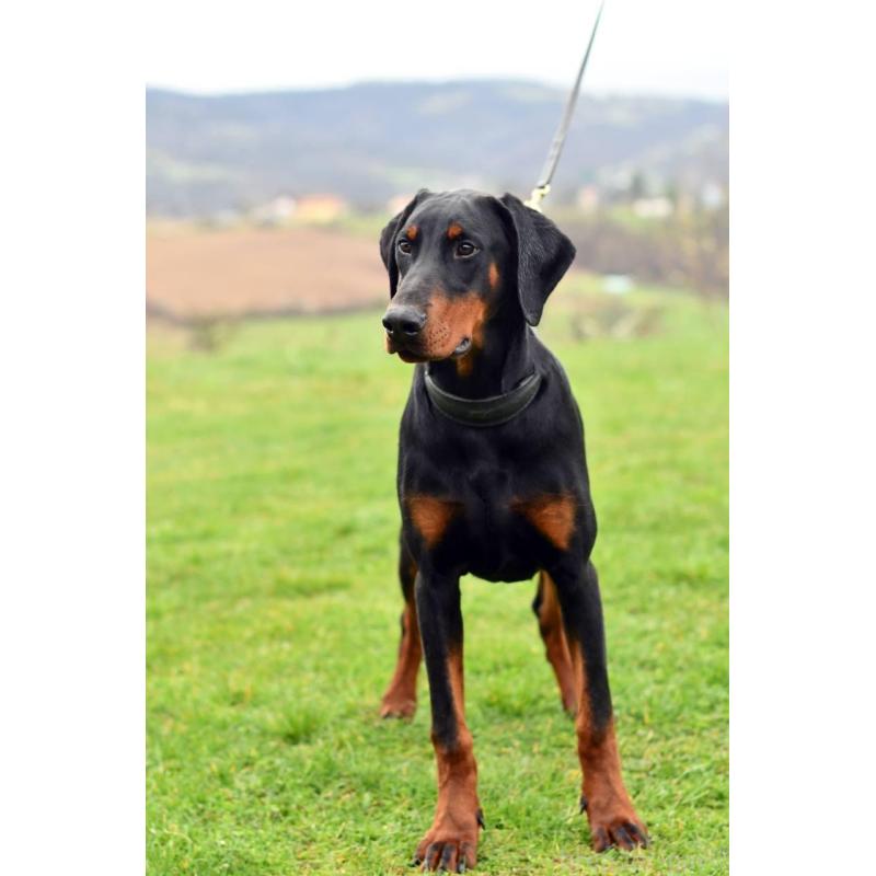 犬舎紹介の宮城県の犬舎紹介-2256の2枚目