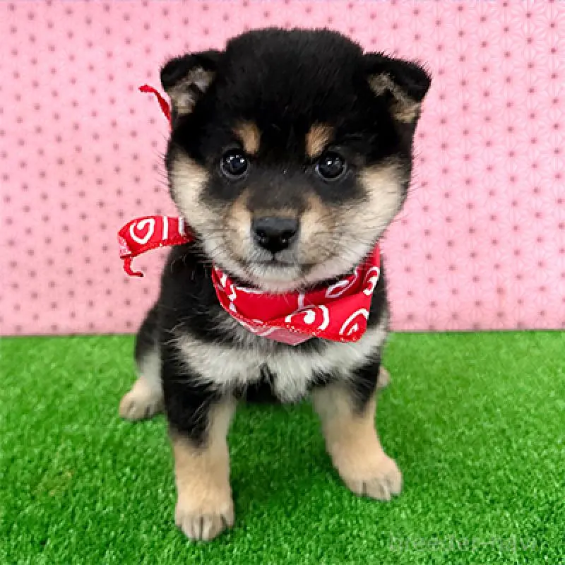 販売中の神奈川県の豆柴-453374の4枚目