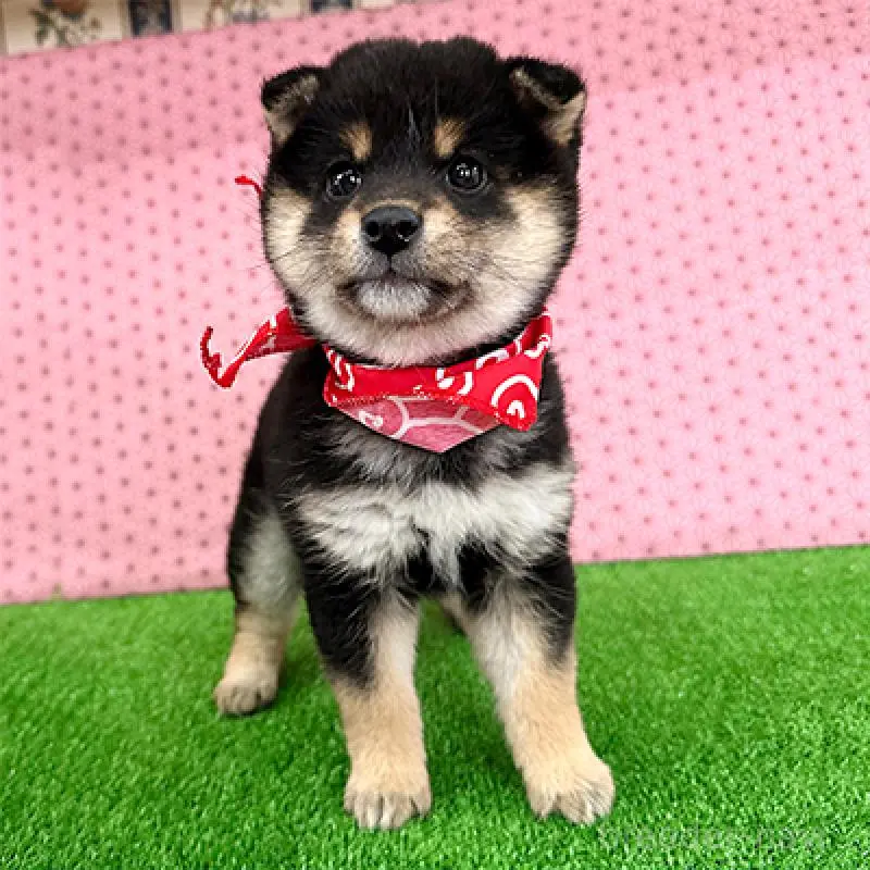 販売中の神奈川県の豆柴-453374の3枚目