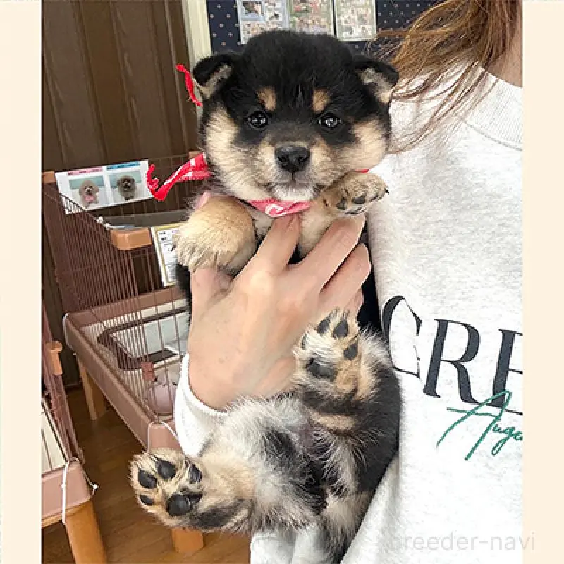 販売中の神奈川県の豆柴-453374の2枚目