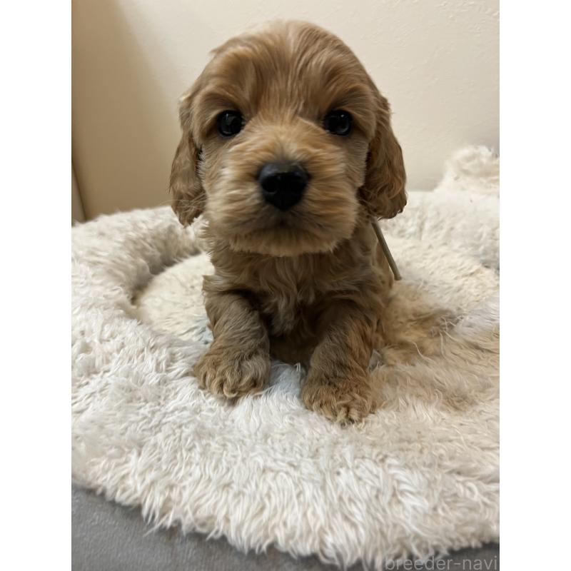 販売中の埼玉県のミックス犬-453446の8枚目