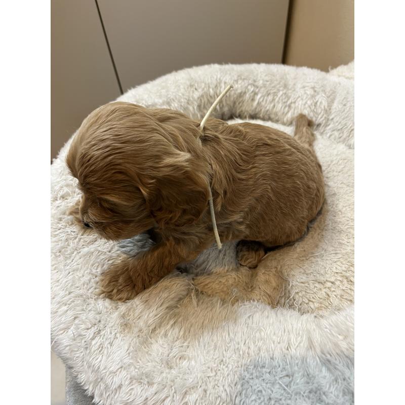 販売中の埼玉県のミックス犬-453446の7枚目