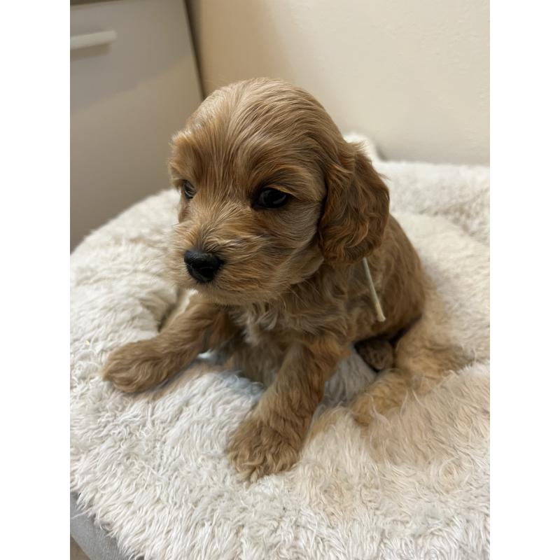 販売中の埼玉県のミックス犬-453446の6枚目