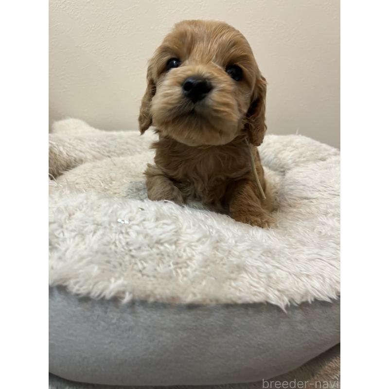 販売中の埼玉県のミックス犬-453446の5枚目