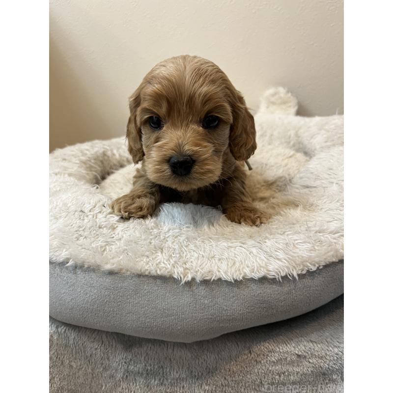 販売中の埼玉県のミックス犬-453446の4枚目