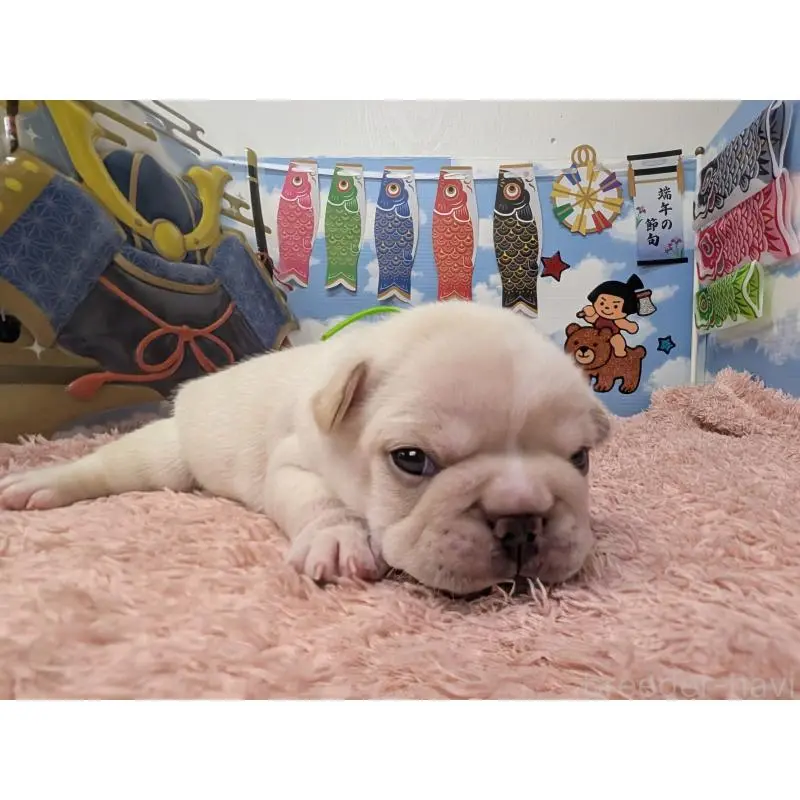 販売中の岐阜県のフレンチブルドッグ-453447の6枚目