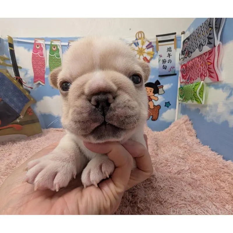 販売中の岐阜県のフレンチブルドッグ-453447の5枚目