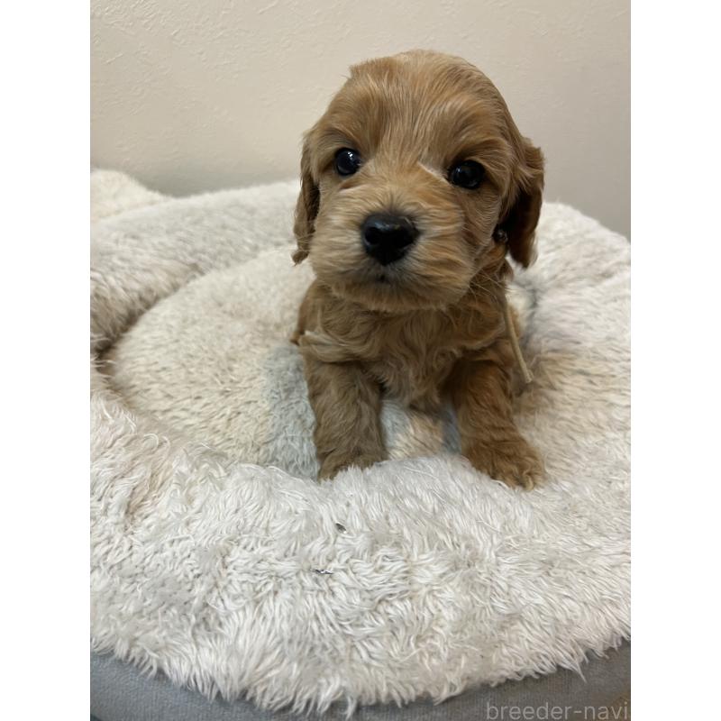 販売中の埼玉県のミックス犬-453446の3枚目