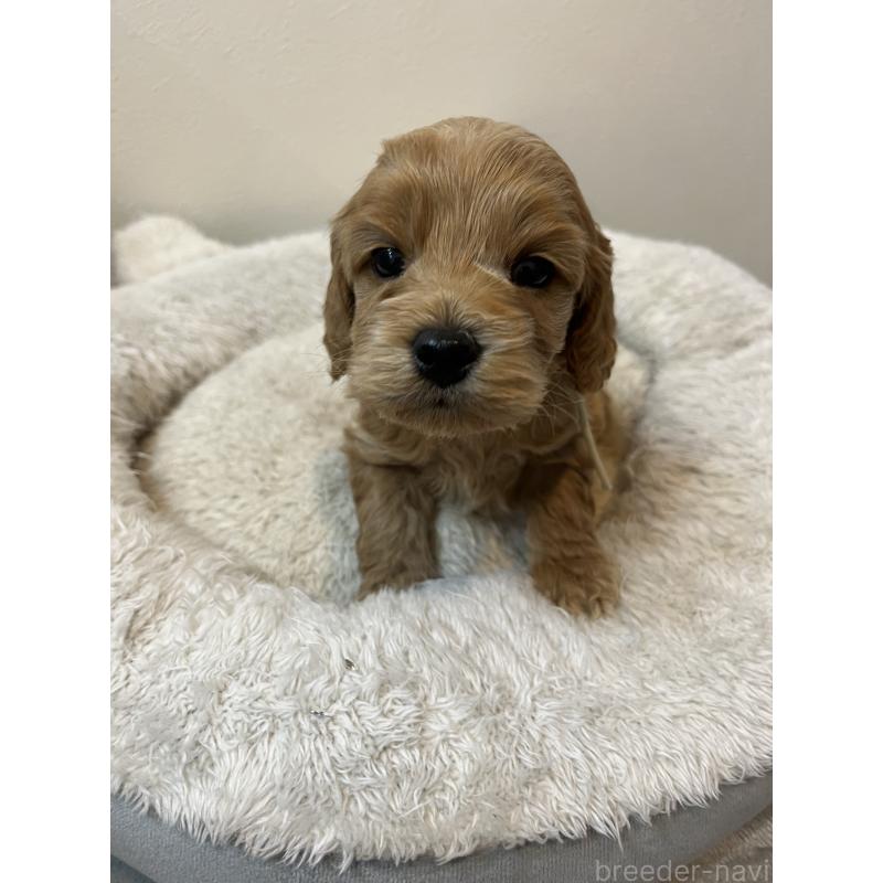 販売中の埼玉県のミックス犬-453446の2枚目