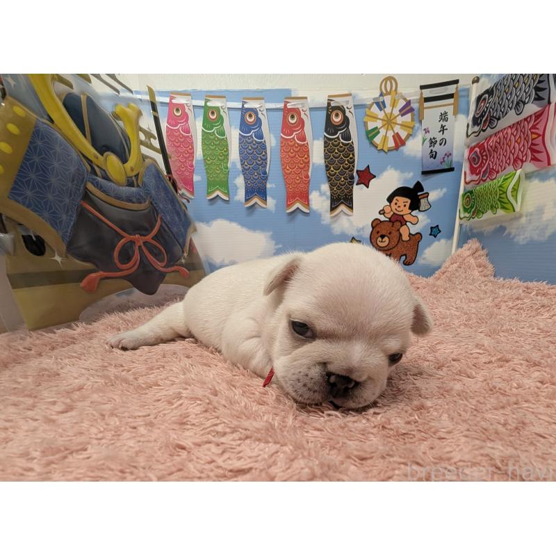 販売中の岐阜県のフレンチブルドッグ-453448の6枚目