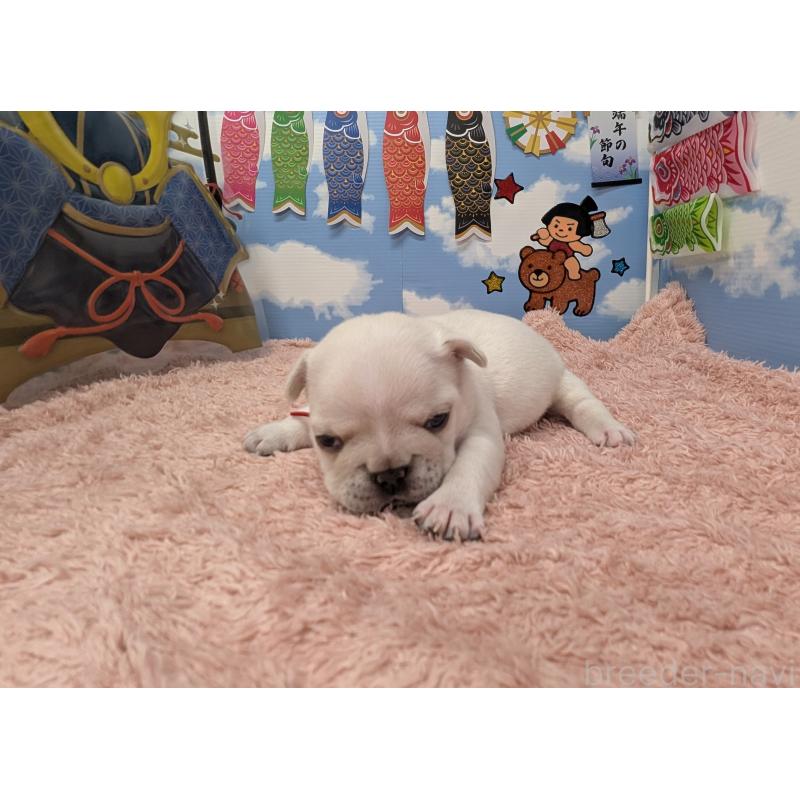 販売中の岐阜県のフレンチブルドッグ-453448の5枚目