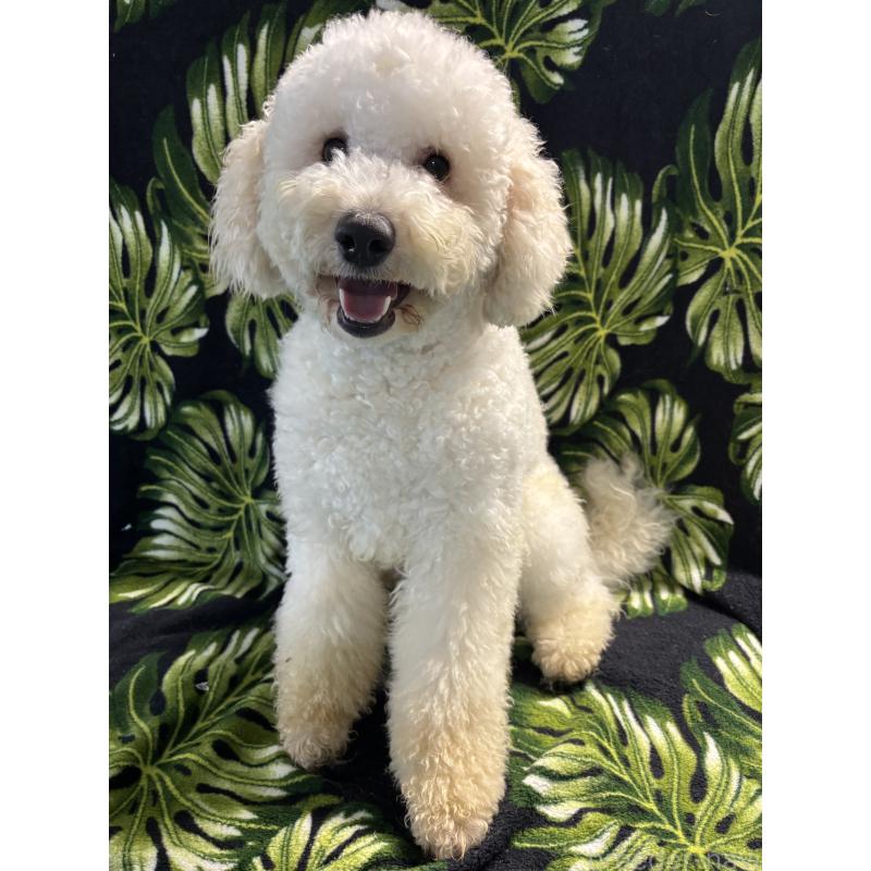 ♂︎ミディアムプードル