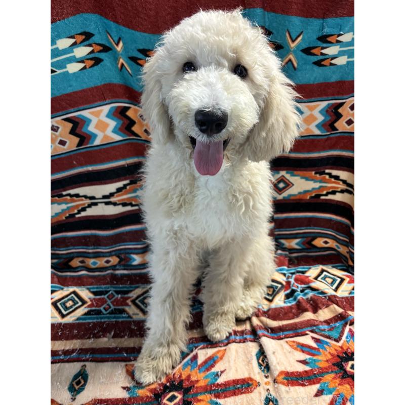 販売中の茨城県のバーニードゥードル:バーニーズ×スタンダードプードル-429152の2枚目