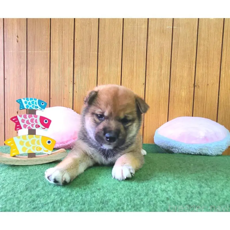 販売中の神奈川県の豆柴-453451の4枚目