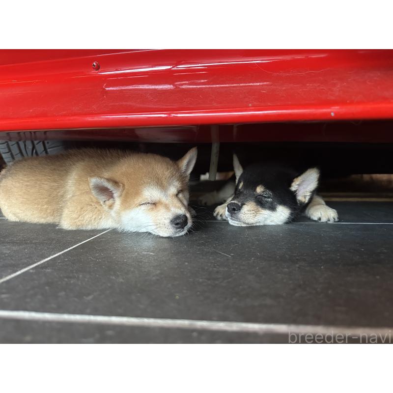 犬舎紹介の宮城県の犬舎紹介-2256の3枚目