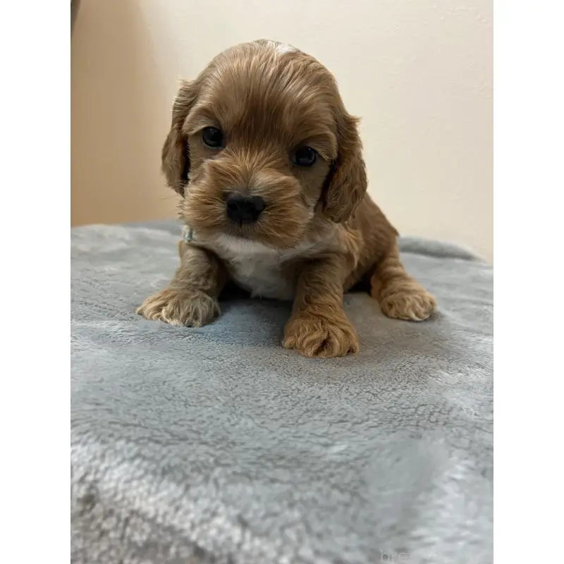 販売中の埼玉県のミックス犬-453450の7枚目