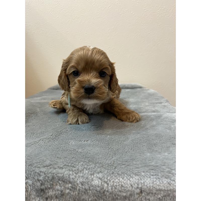 販売中の埼玉県のミックス犬-453450の6枚目