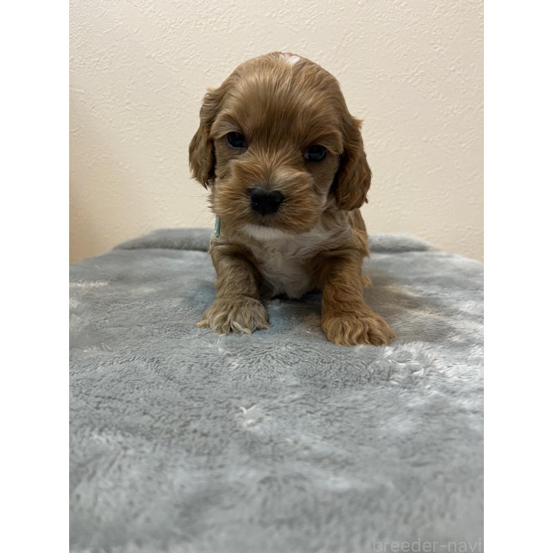 販売中の埼玉県のミックス犬-453450の5枚目