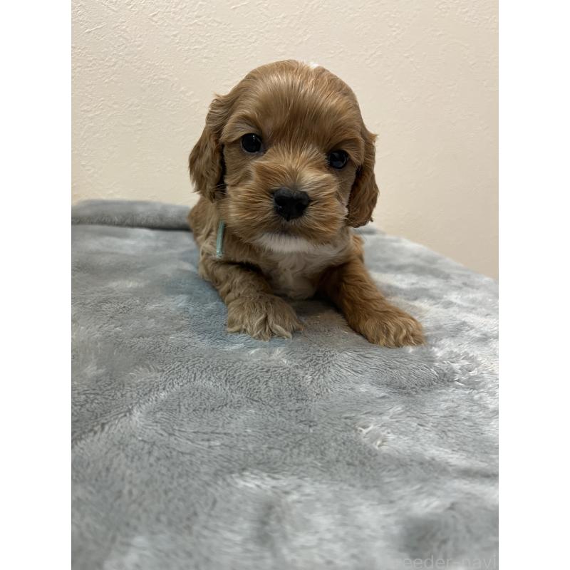 販売中の埼玉県のミックス犬-453450の4枚目