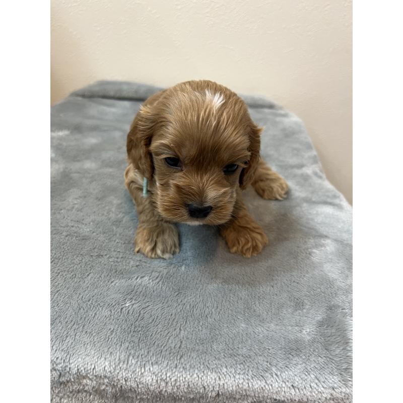 販売中の埼玉県のミックス犬-453450の3枚目