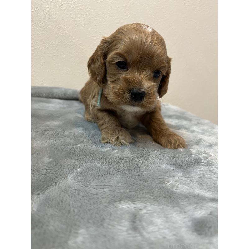 販売中の埼玉県のミックス犬-453450の2枚目