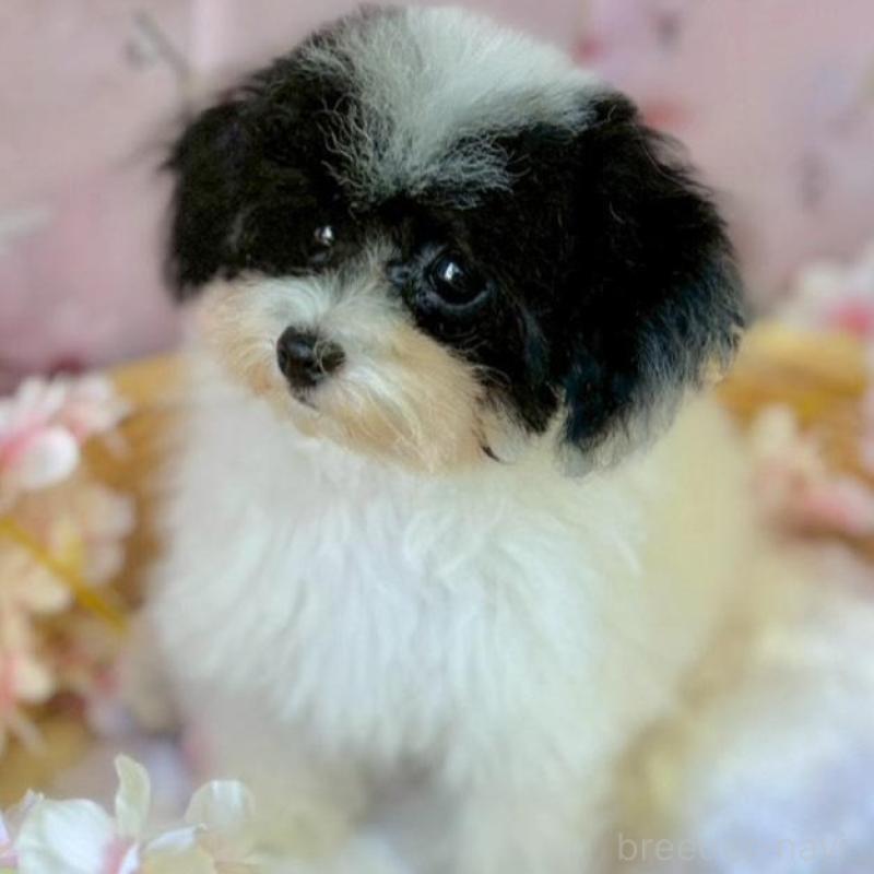 販売中の埼玉県のティーカッププードル-453449の4枚目