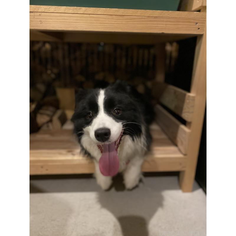 犬舎紹介の宮城県の犬舎紹介-2256の4枚目