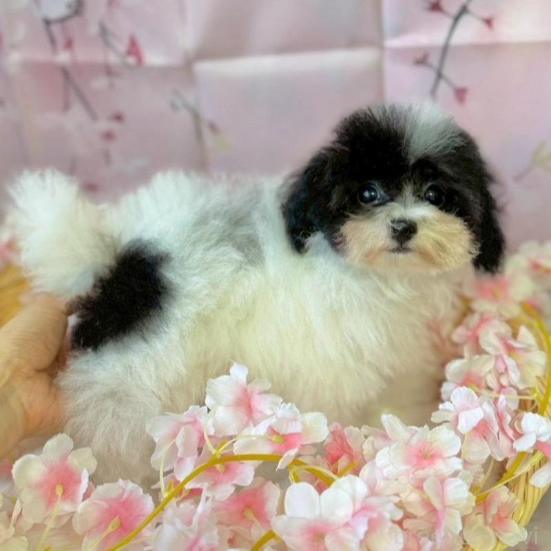 販売中の埼玉県のティーカッププードル-453449の3枚目