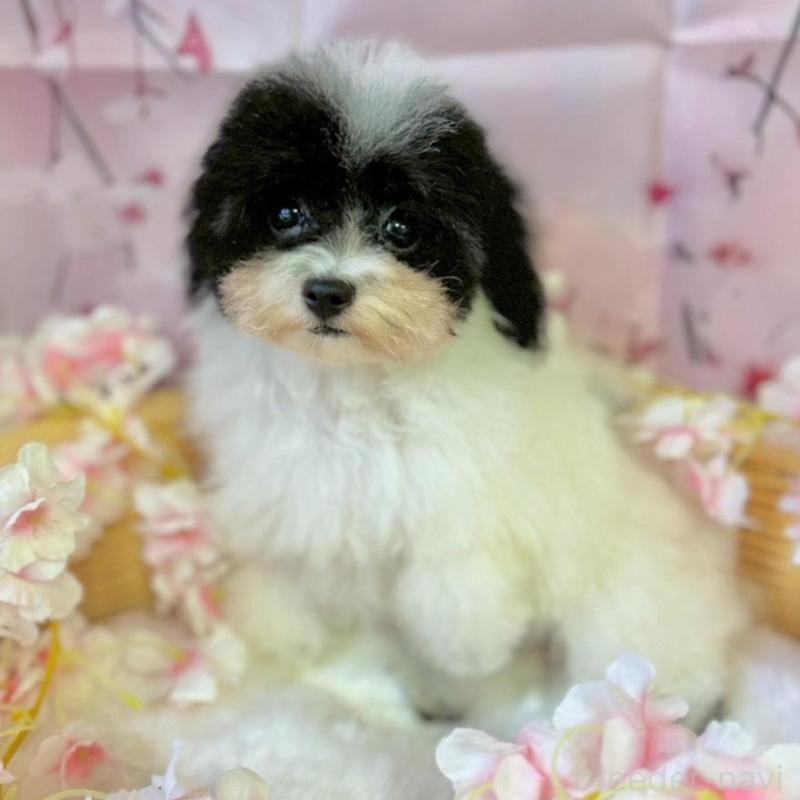 販売中の埼玉県のティーカッププードル-453449の2枚目